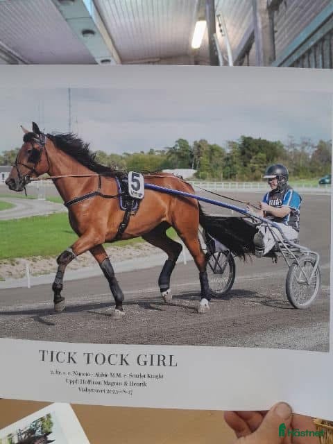  hästar 4-årig mkt snygg Nuncio-märr, starthäst/avelssto i Visby - Annons 1