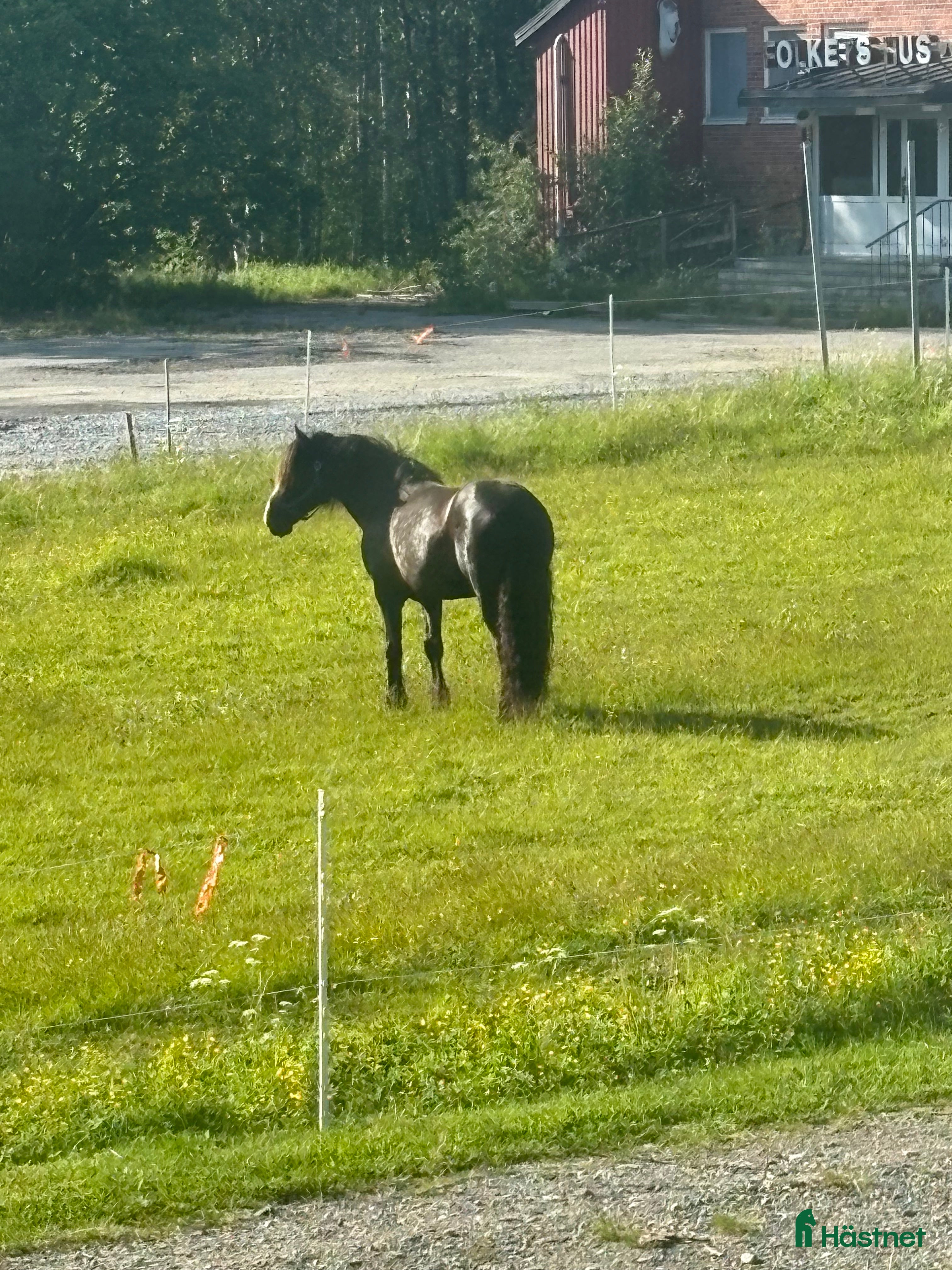  hästar Finns vår nya bästis därute? i Fredrika - Annons 21