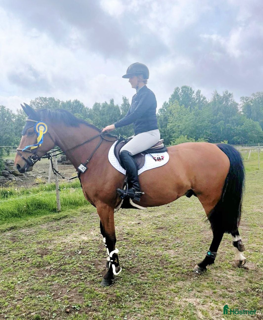  hästar Charmig kille med potential!✨️ - Annons 1