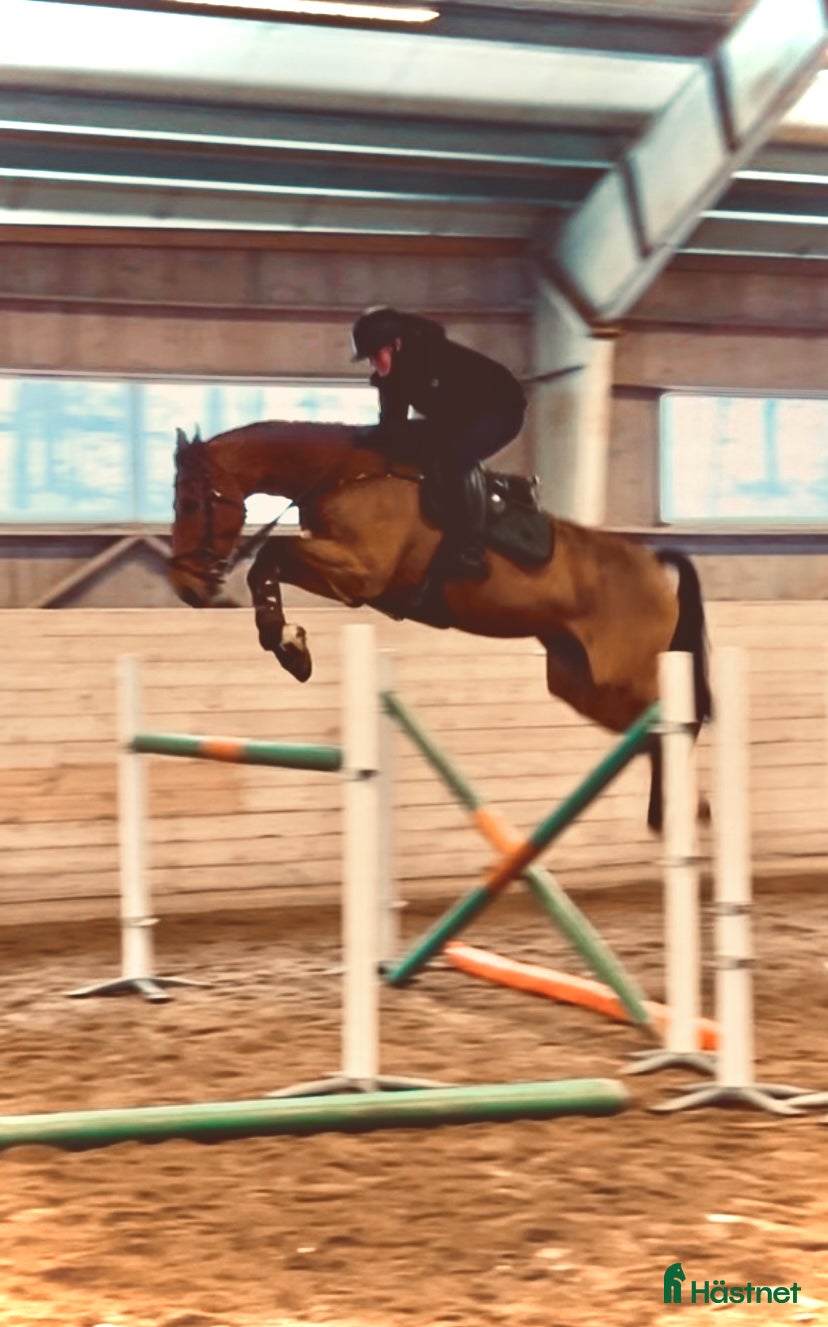 Hoppning hästar till salu: Supersnäll hopppkompis med fin stam! - Annons 1