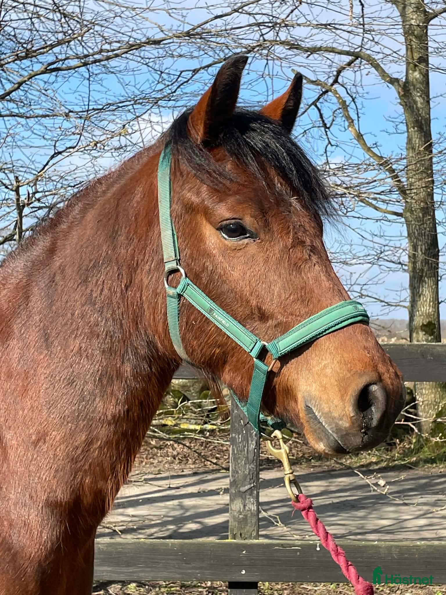  hästar Snygg sportig ponny  - Annons 2