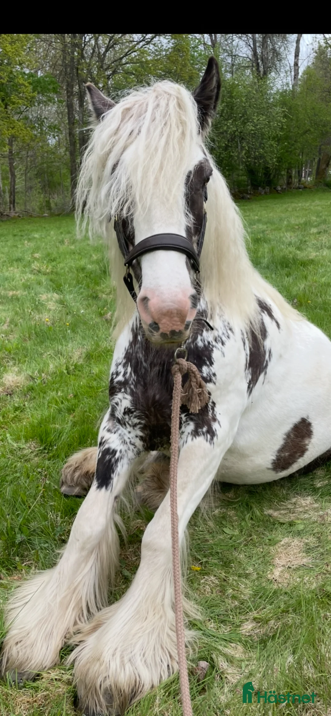 Allround hästar till salu: Ridning eller avel i Tingsryd - Annons 3