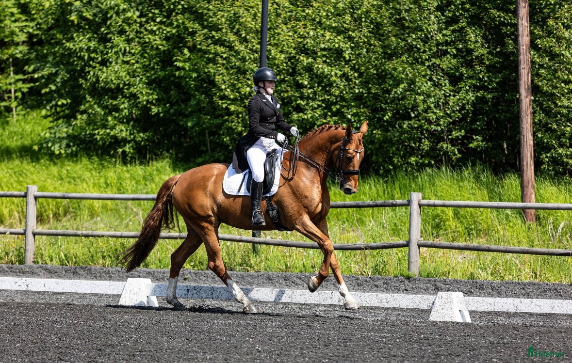  hästar Flott dressurhest selges  - Annons 1