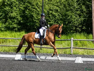 hästar Flott dressurhest selges - Annons 1