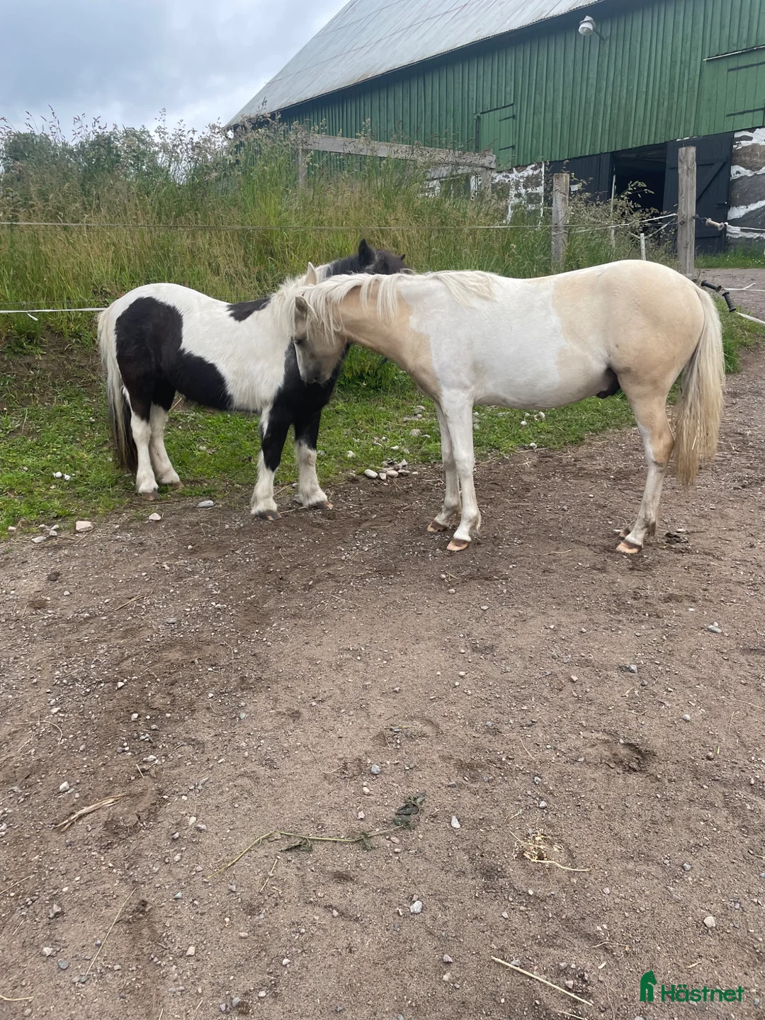 Allround hästar till salu: Welsh för tävling eller familj  - Annons 1