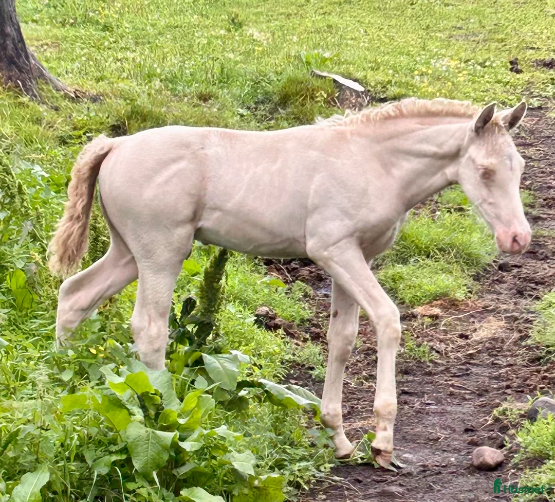 Allround hästar till salu: kvalitetsföl PRE, Sto och Perlino Hingst i Ullared - Annons 9