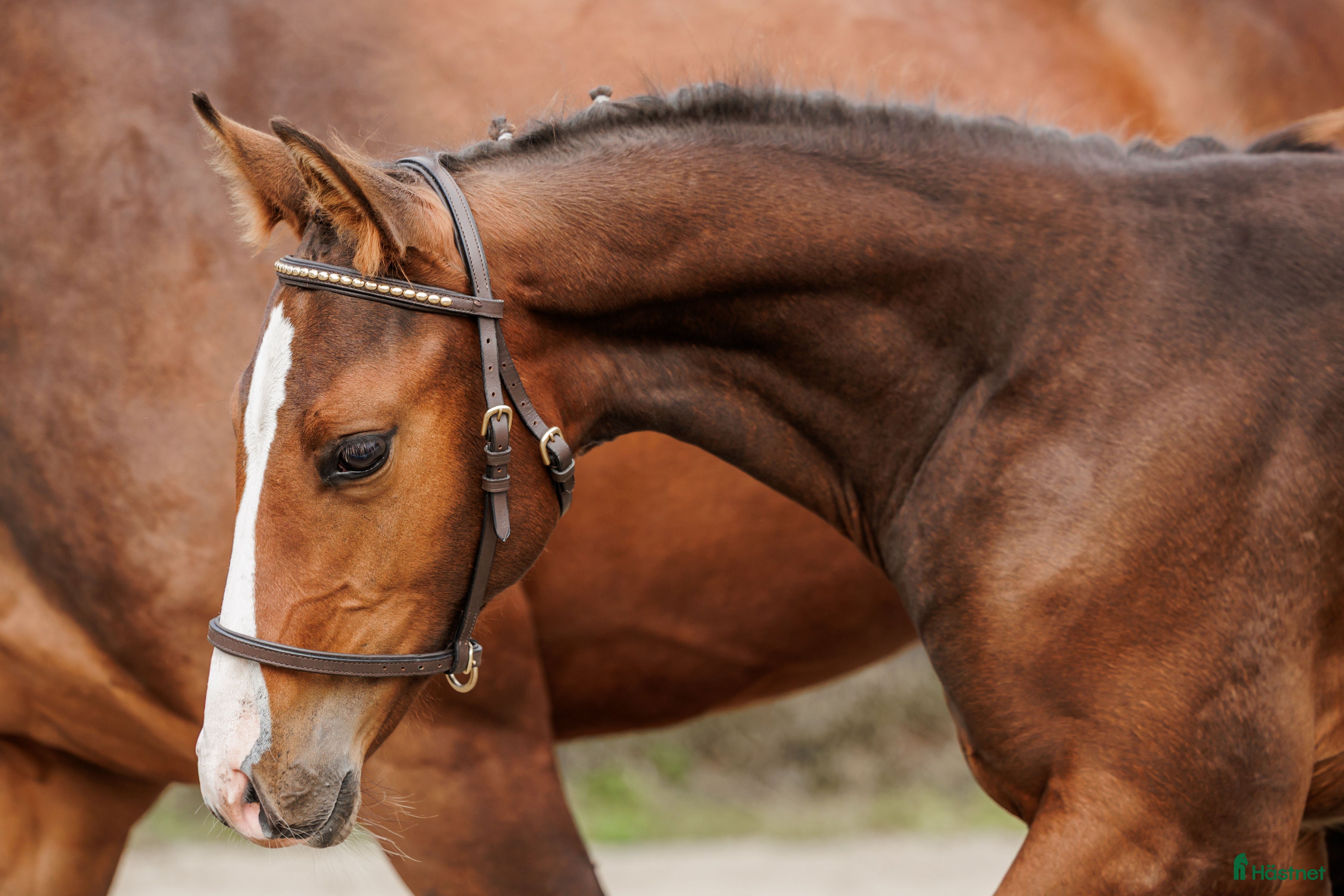  hästar Hingst med toppstam! - Annons 3