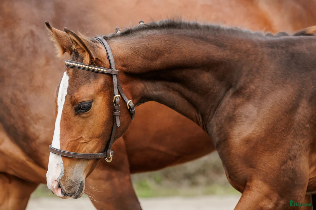 Hoppning hästar till salu: Hingst med toppstam! - Annons 1