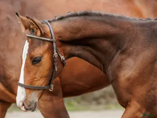 hästar Hingst med toppstam! - Annons 3