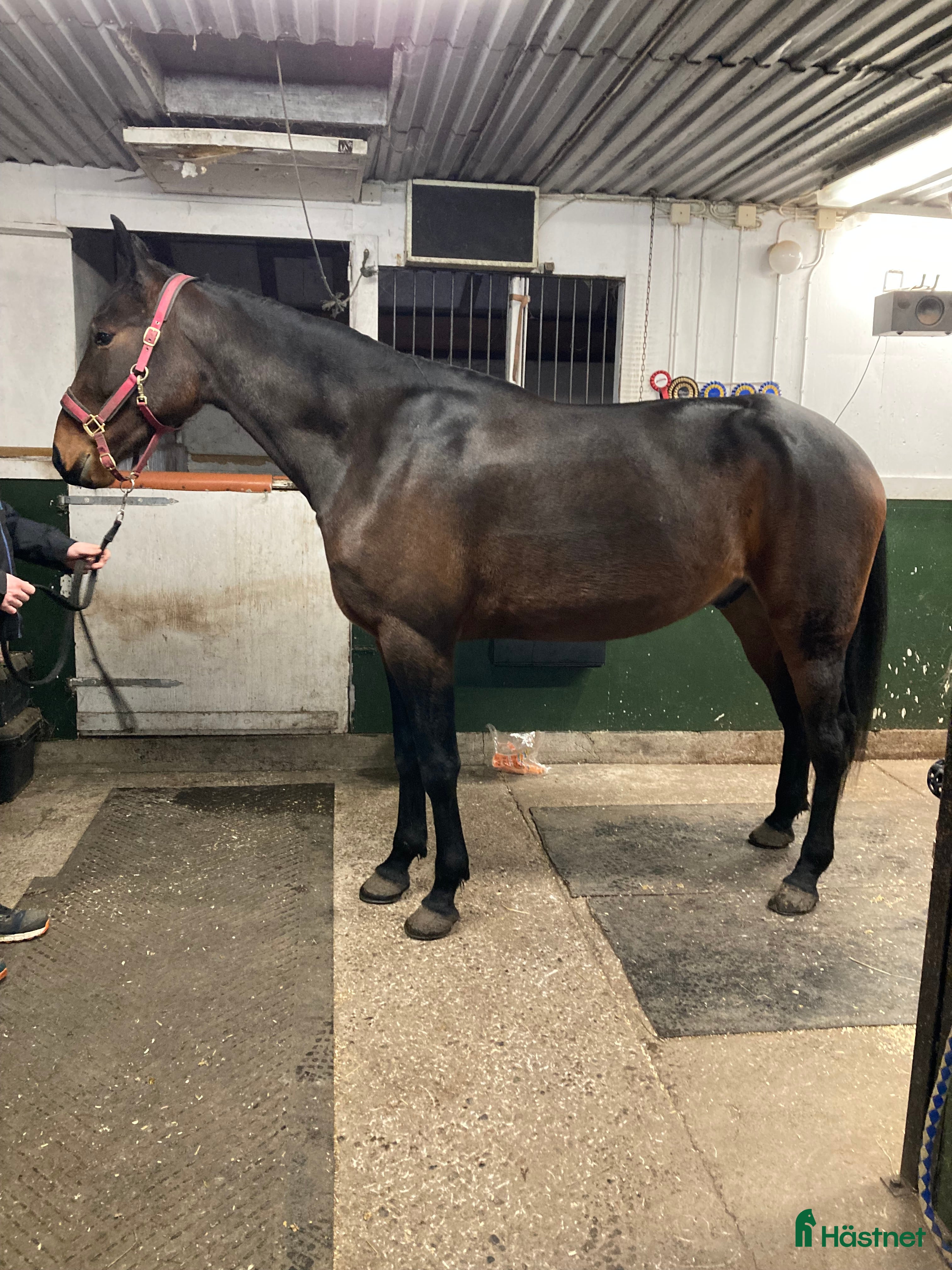  hästar Nybliven 4åring i Söråker - Annons 1