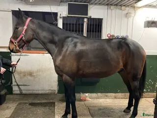 hästar Nybliven 4åring i Söråker - Annons 1