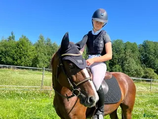 hästar Världens snällaste allround ponnyn - Annons 16