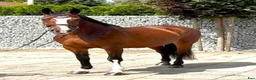 Allround hästar till salu: Mila – 10-Year-Old Beautiful Versatile Family Mare - Annons 2