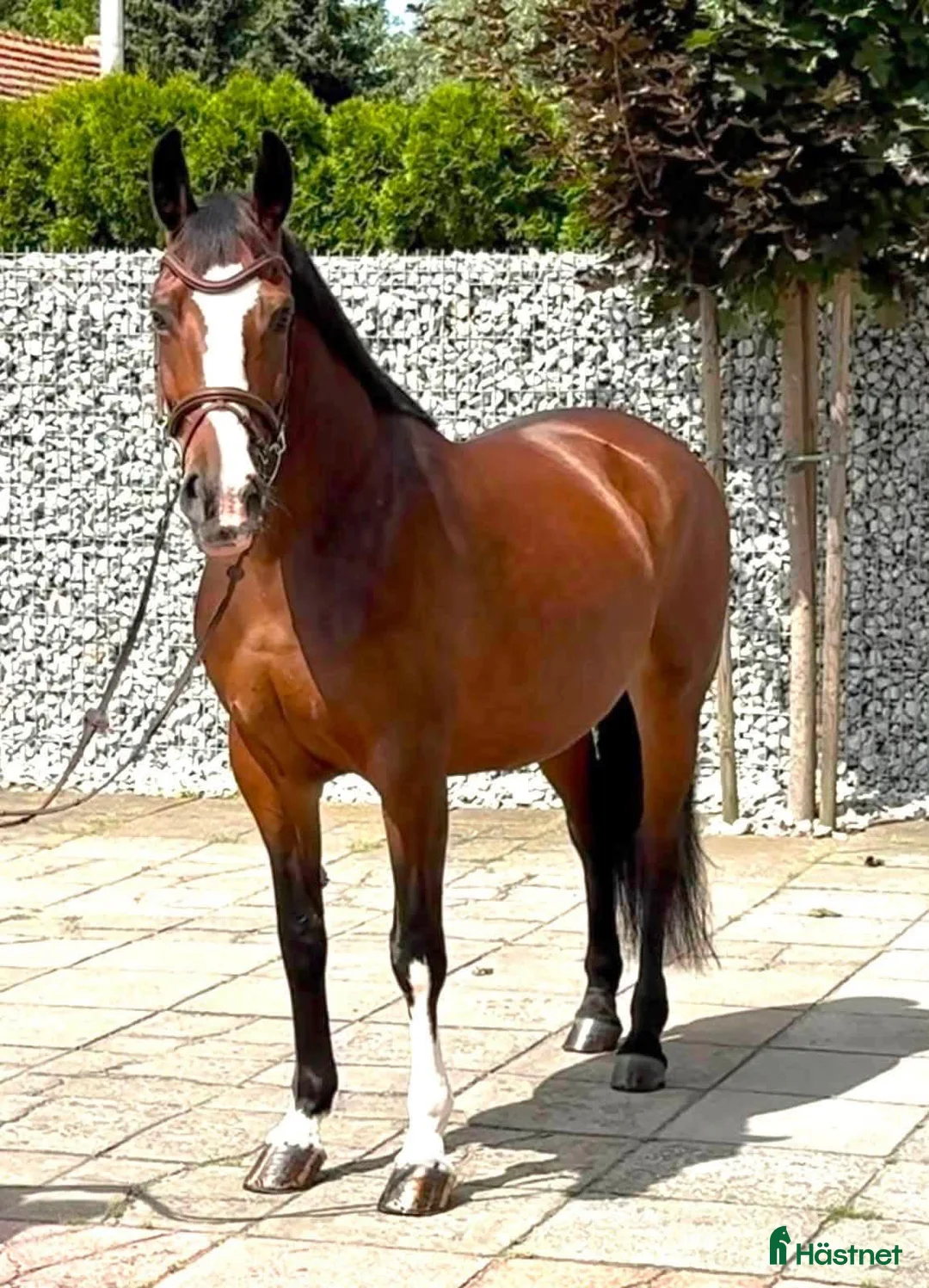 Allround hästar till salu: Mila – 10-Year-Old Beautiful Versatile Family Mare - Annons 2