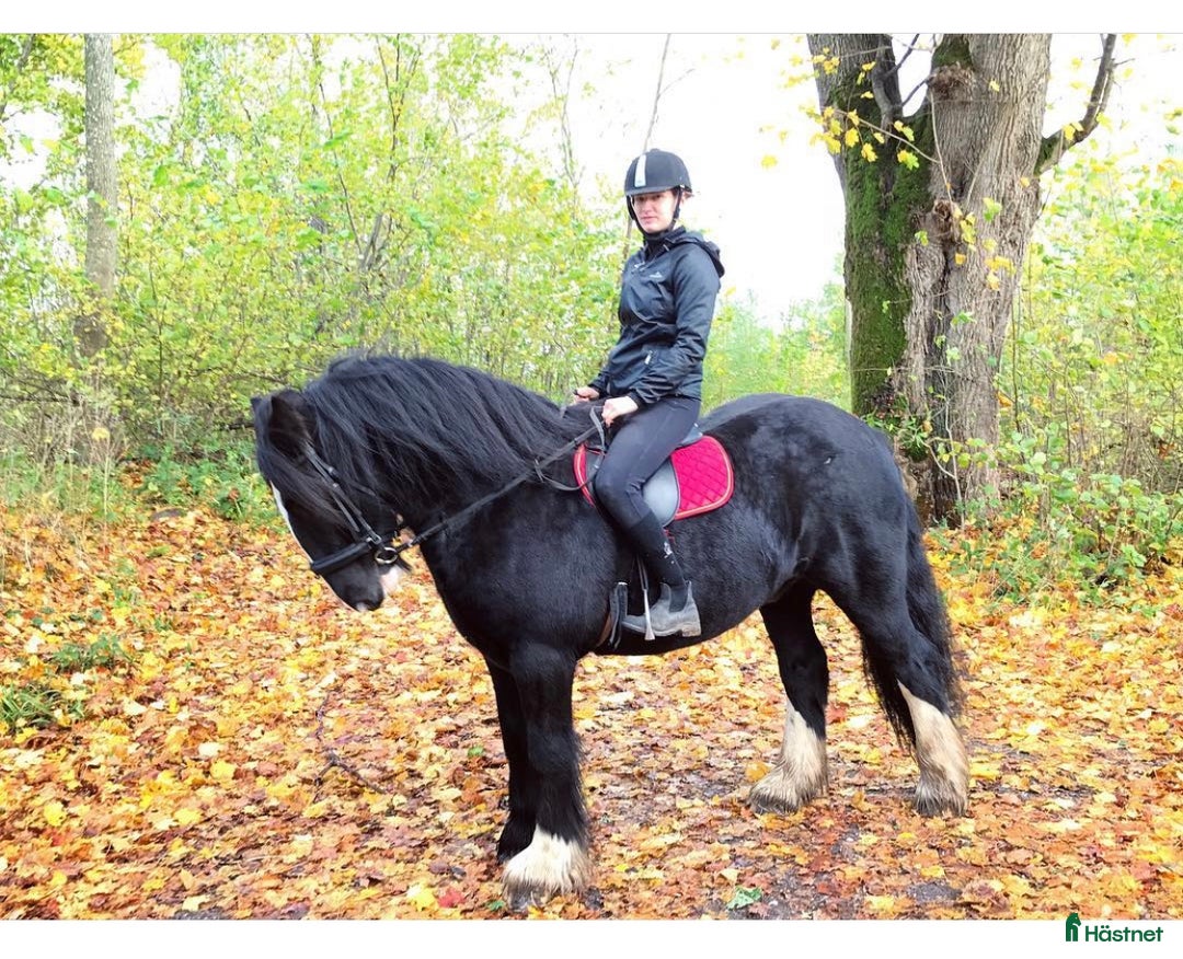Sällskap hästar till salu: Världens bästa sällskapshäst i Kristianstad - Annons 6