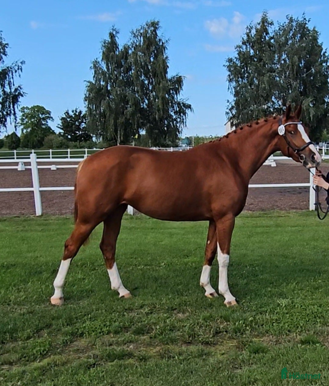  hästar Diplomsto e. Suarez ue. Bernstein  - Annons 2