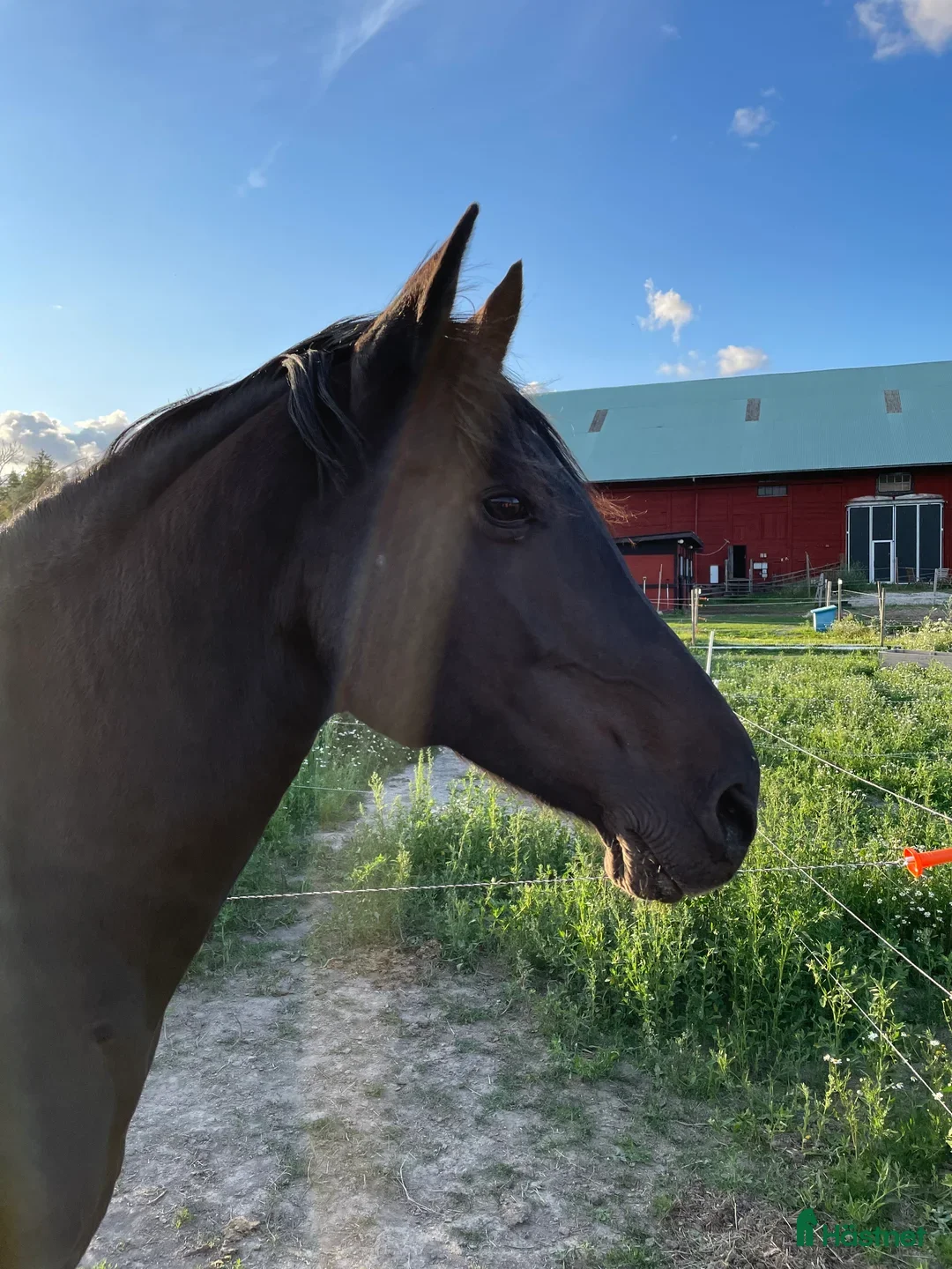  hästar Bästa vän sökes! - Annons 1