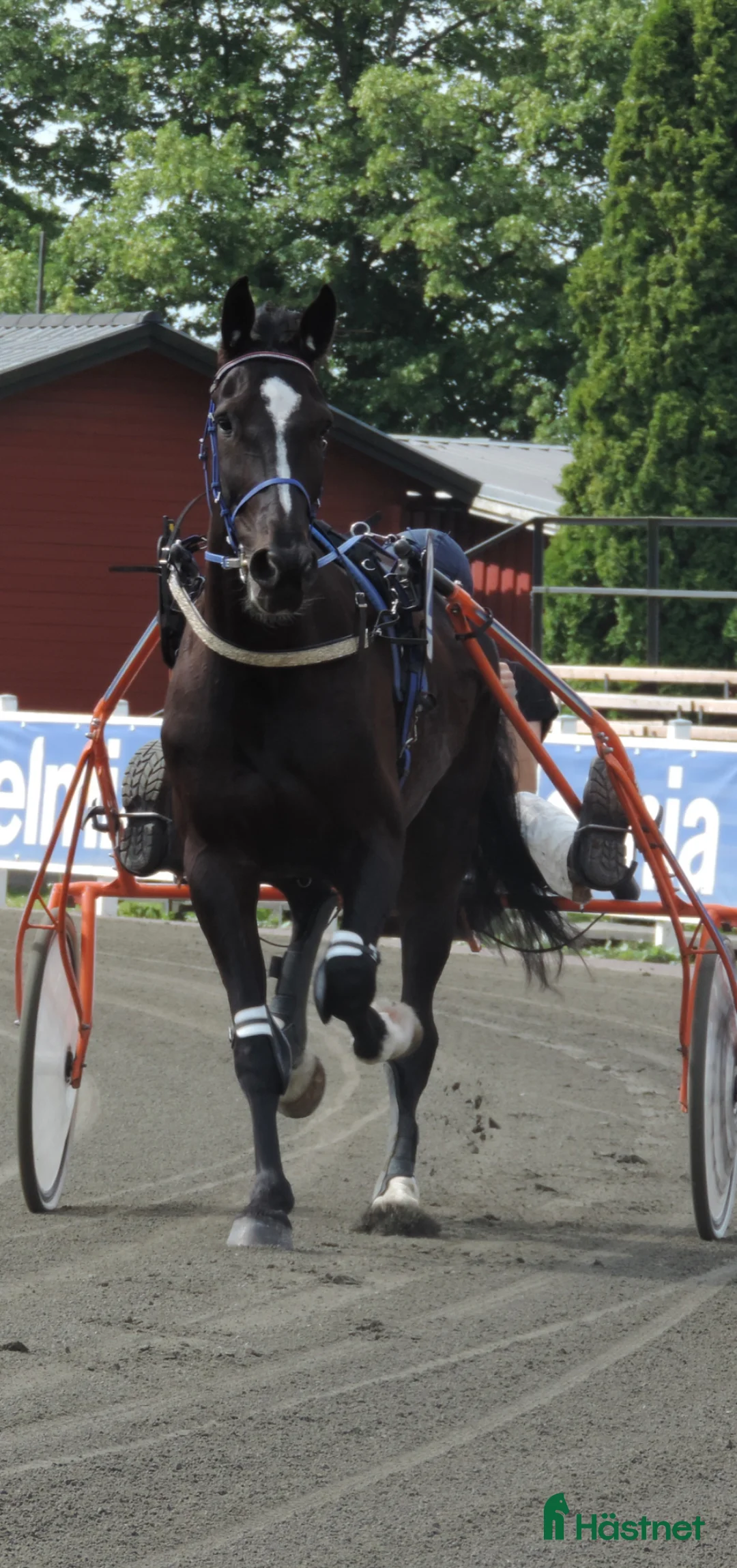 Allround hästar till salu: Trevlig kille för start/ridning eller monté - Annons 2