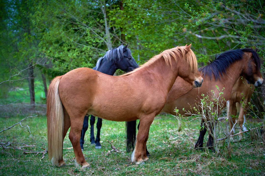 Allround hästar till salu: Världens snällaste islänning 12 år i Söderköping - Annons 2