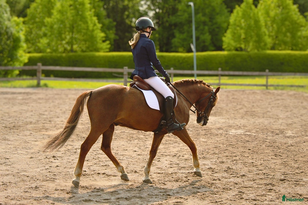 Allround hästar till salu: Underbar B-ponny för rätt hem i Norberg - Annons 2