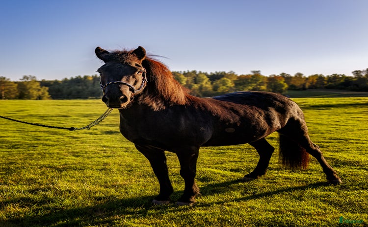  hästar i Bengtsfors - Annons 6