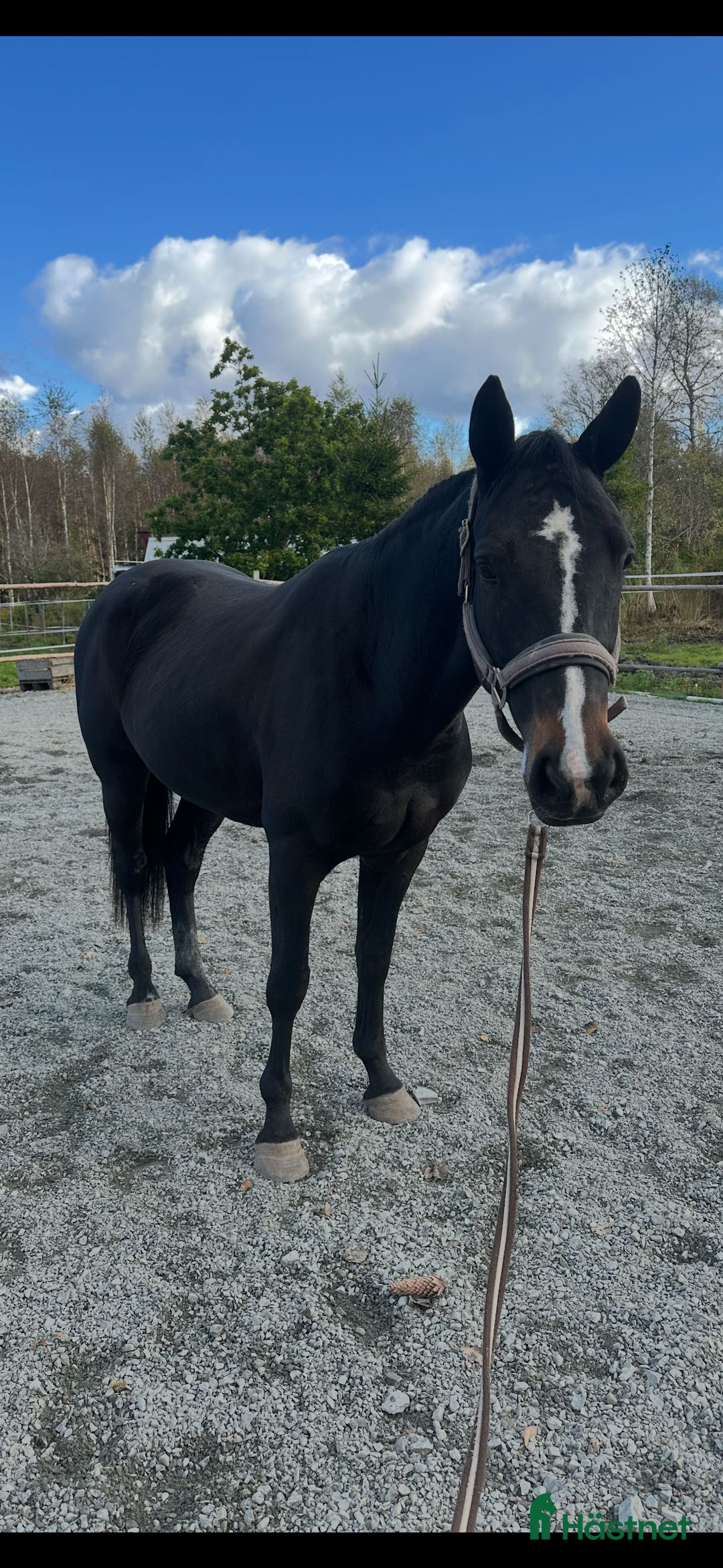 Allround hästar till salu: Godhjärtad Framtidsponny  i Nora - Annons 2