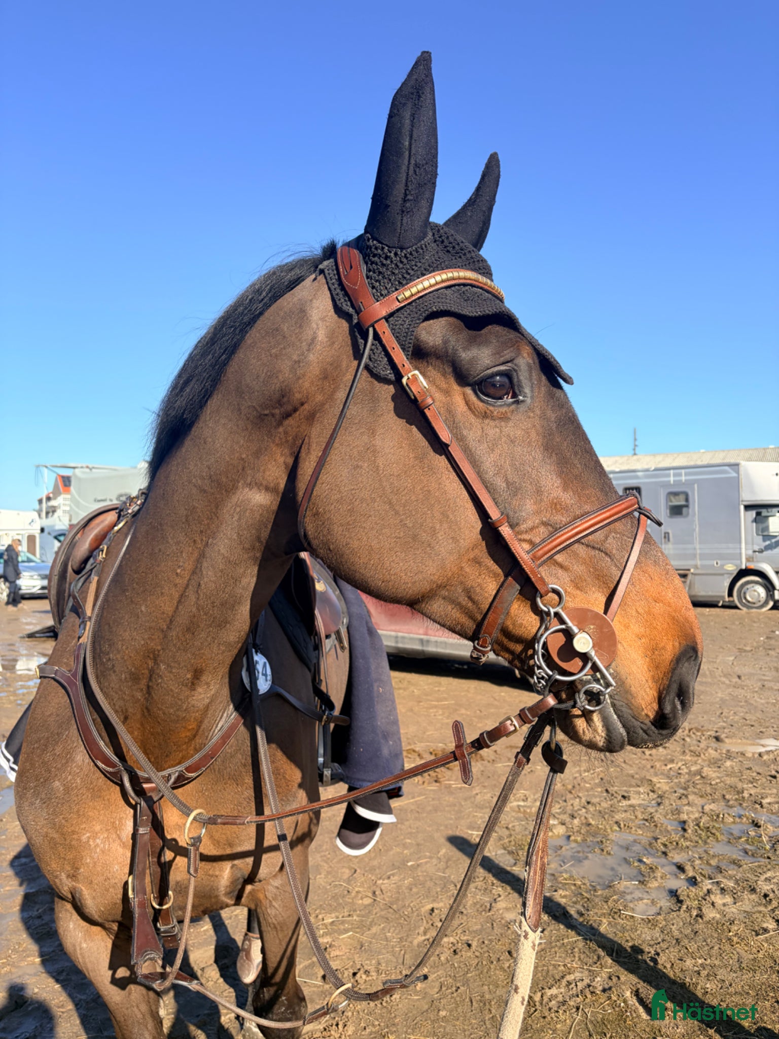 Hoppning hästar till salu: Trevligt okomplicerat sto! 🌟 - Annons 1
