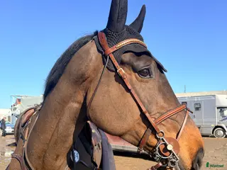 Hoppning hästar till salu: Trevligt okomplicerat sto! 🌟 - Annons 1