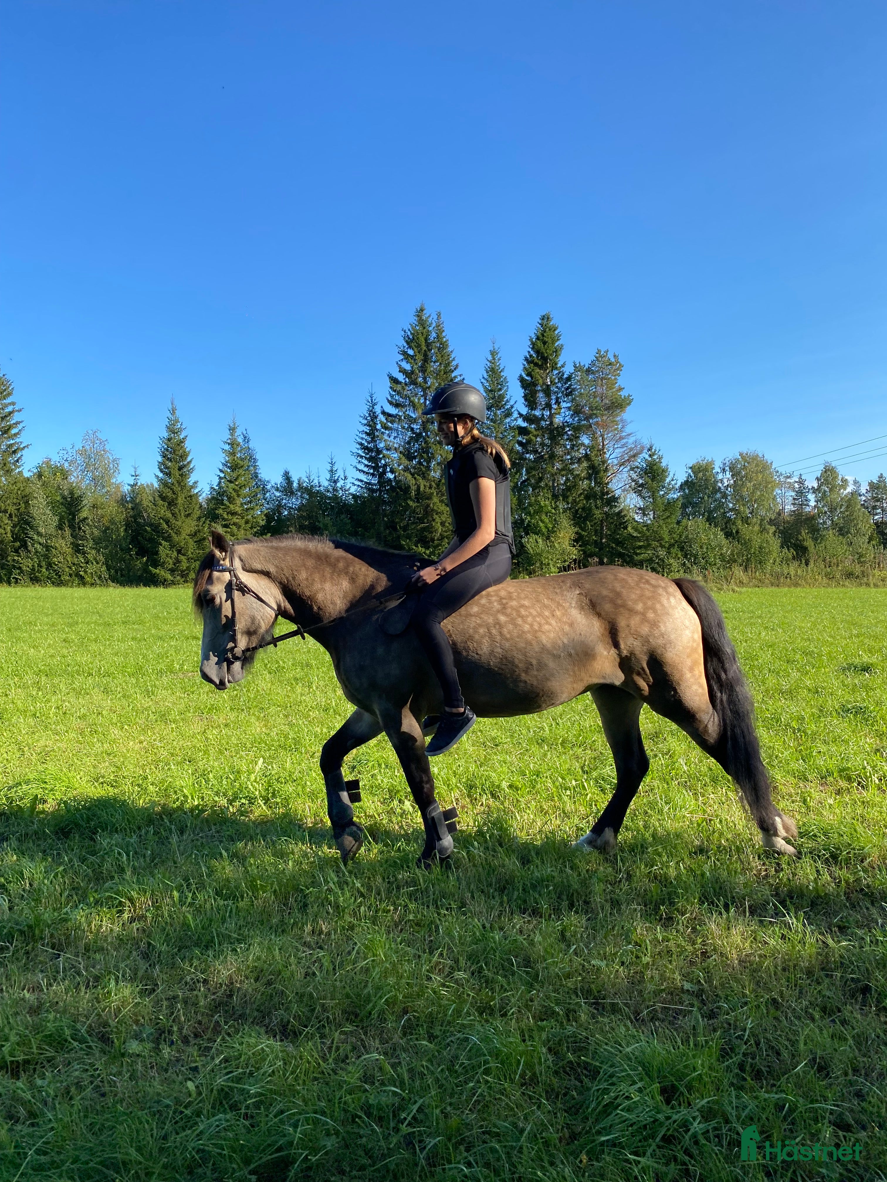  hästar Charmigt sto för ridning/körning  i Östersund - Annons 5