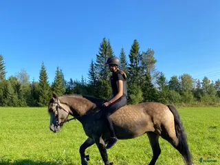 hästar Charmigt sto för ridning/körning i Östersund - Annons 5