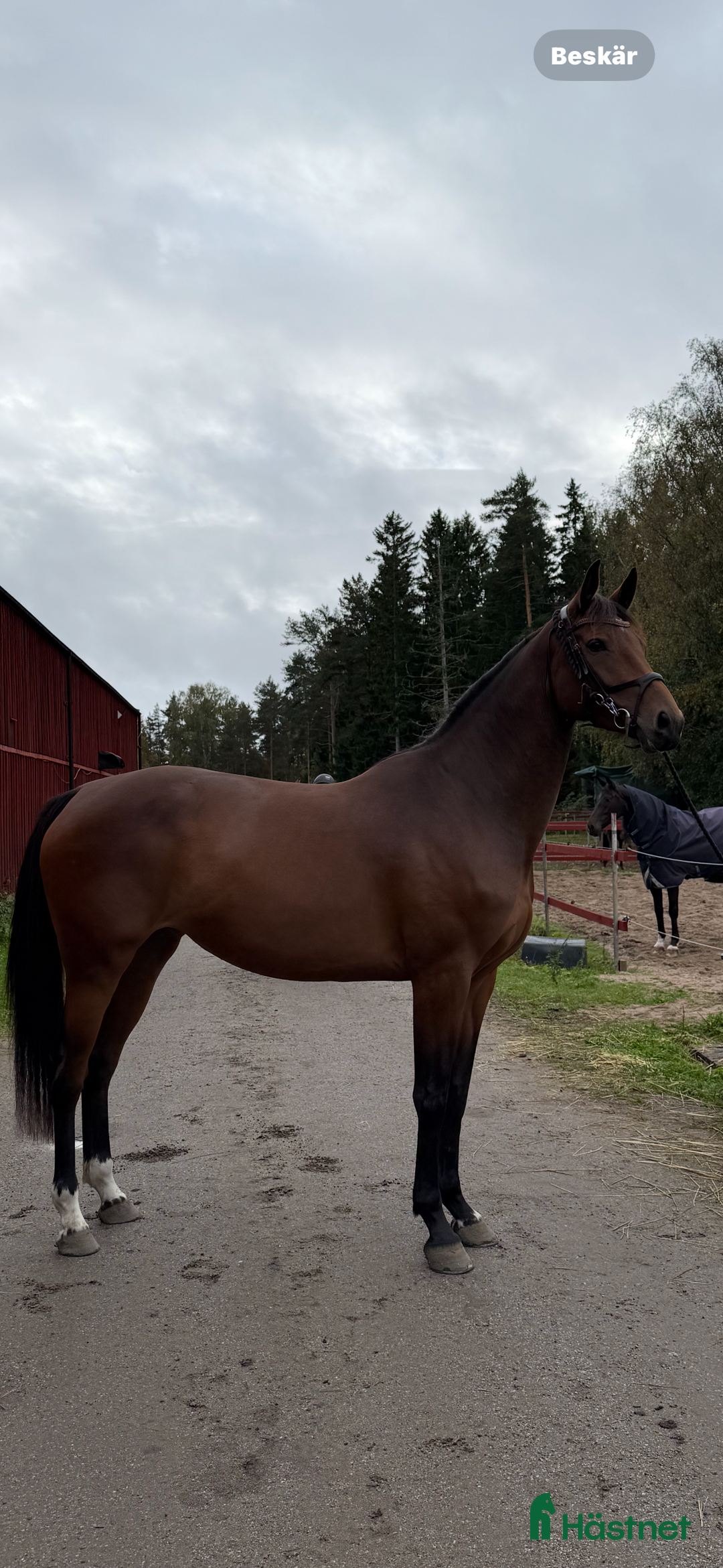 Hoppning hästar till salu: Fint 3 årigt sto efter Montevideo i Hudiksvall - Annons 2