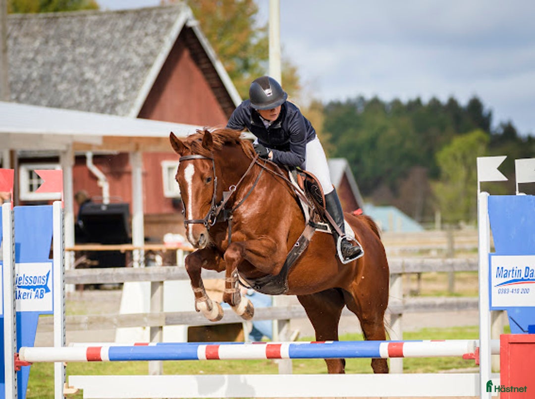 Hoppning hästar till salu: Fint hoppsto i Braås - Annons 2