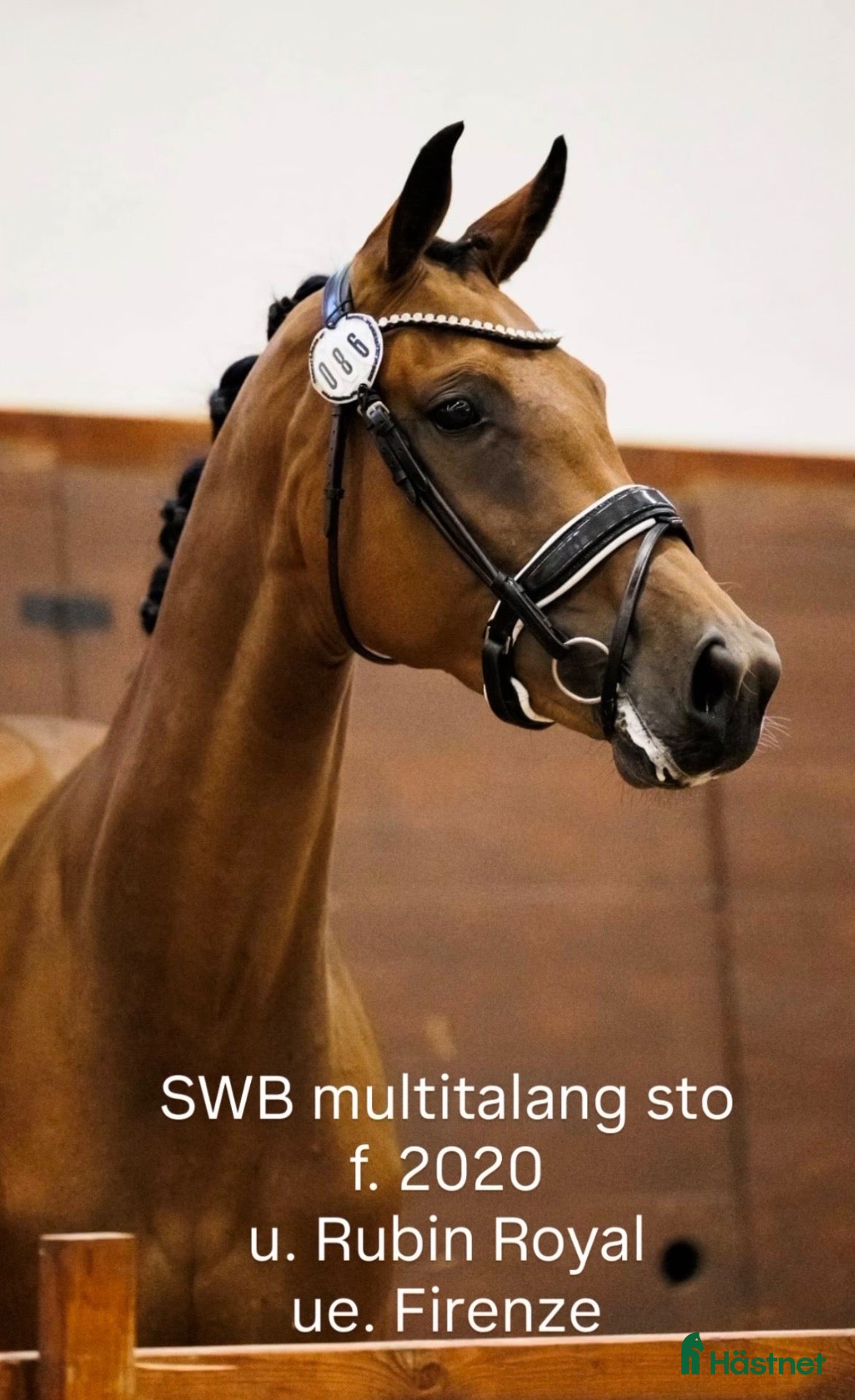 Dressyr hästar till salu: Vacker multitalang - Annons 1