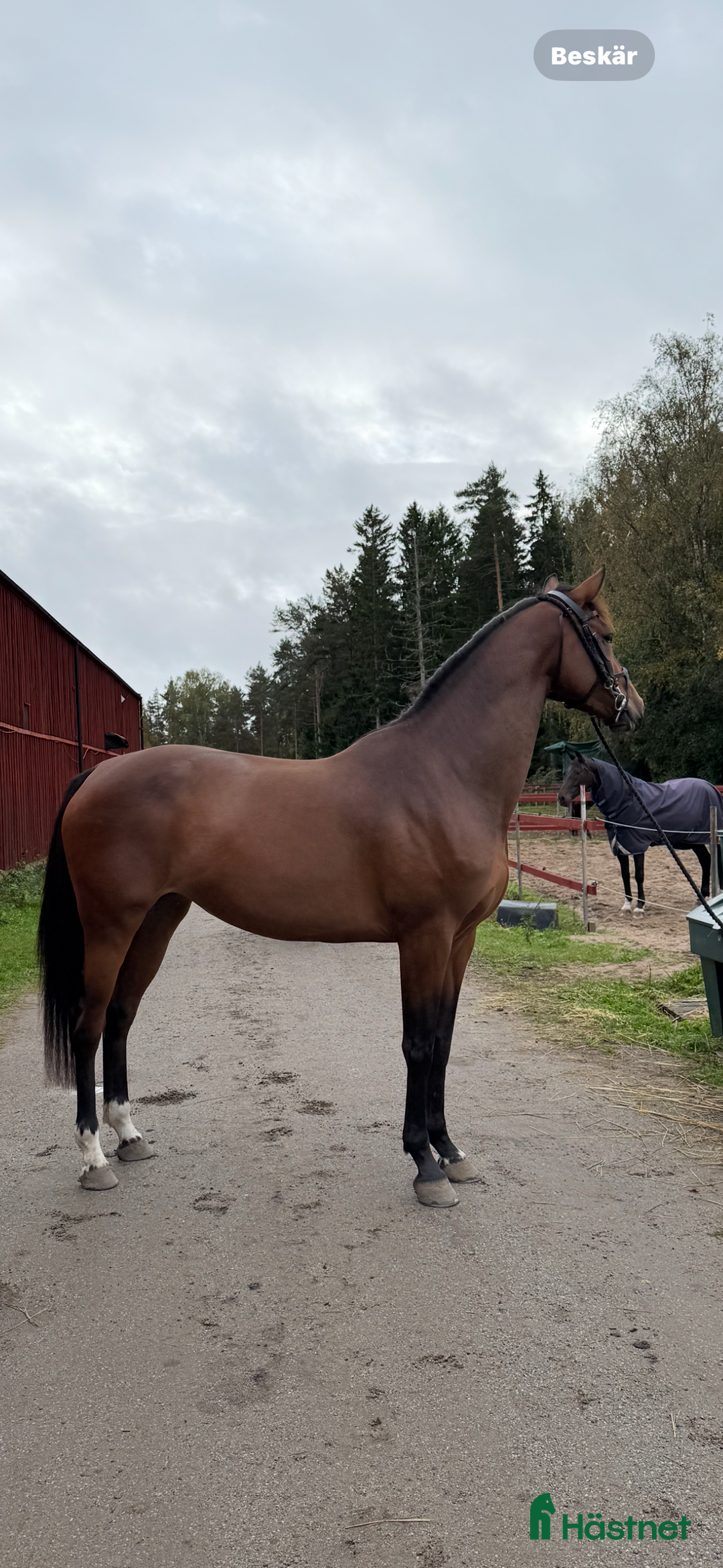 Hoppning hästar till salu: Fint 3 årigt sto efter Montevideo i Hudiksvall - Annons 6