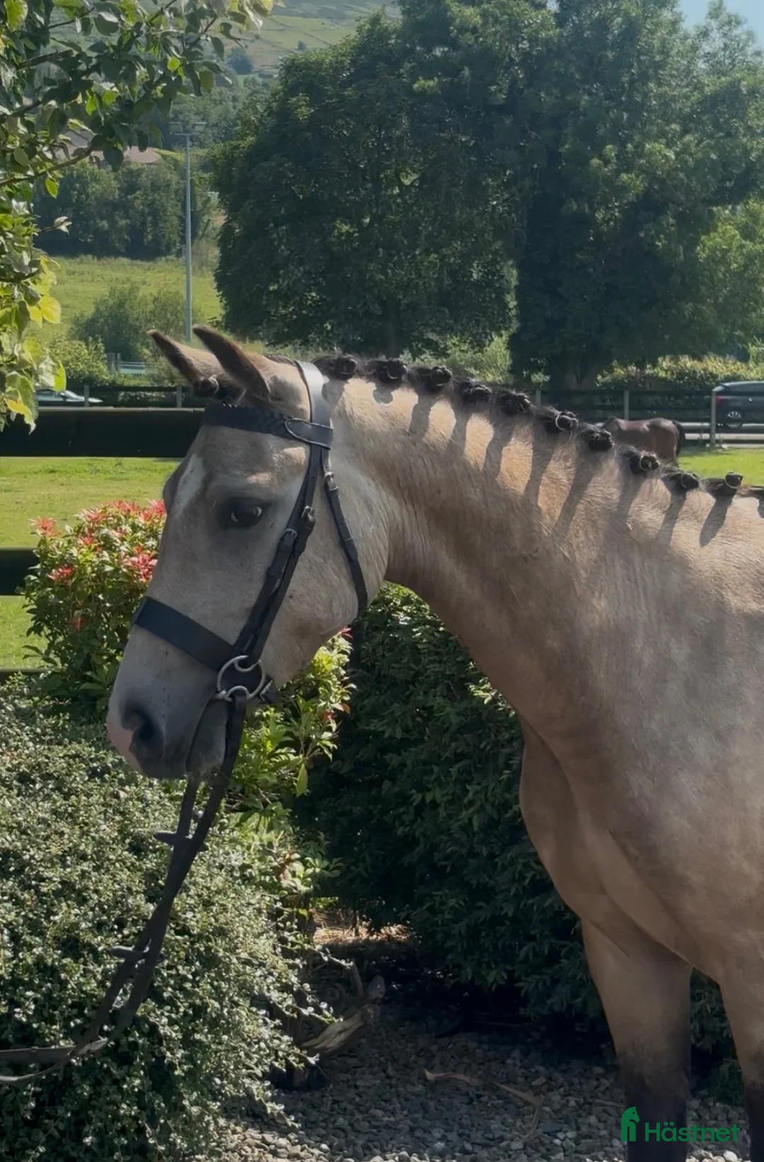 Allround hästar till salu: Stunning New Forest Pony - Annons 11