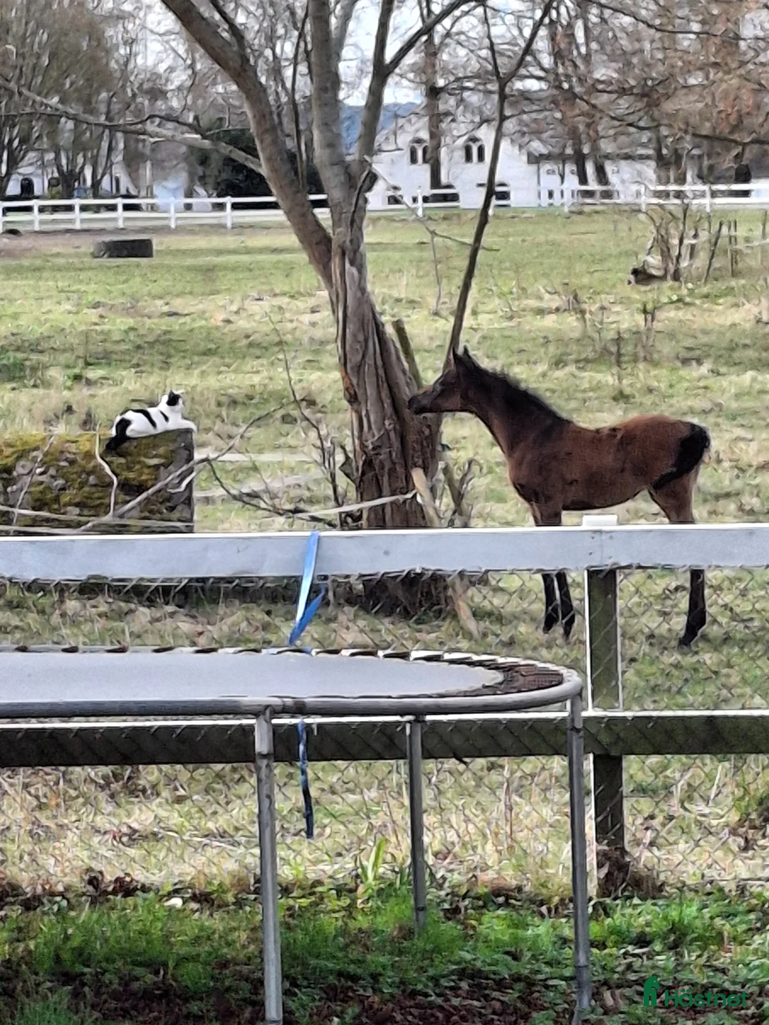 Allround hästar till salu: Framtida tävlingsämne  - Annons 1