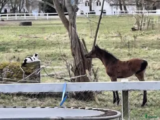 hästar Framtida tävlingsämne - Annons 15