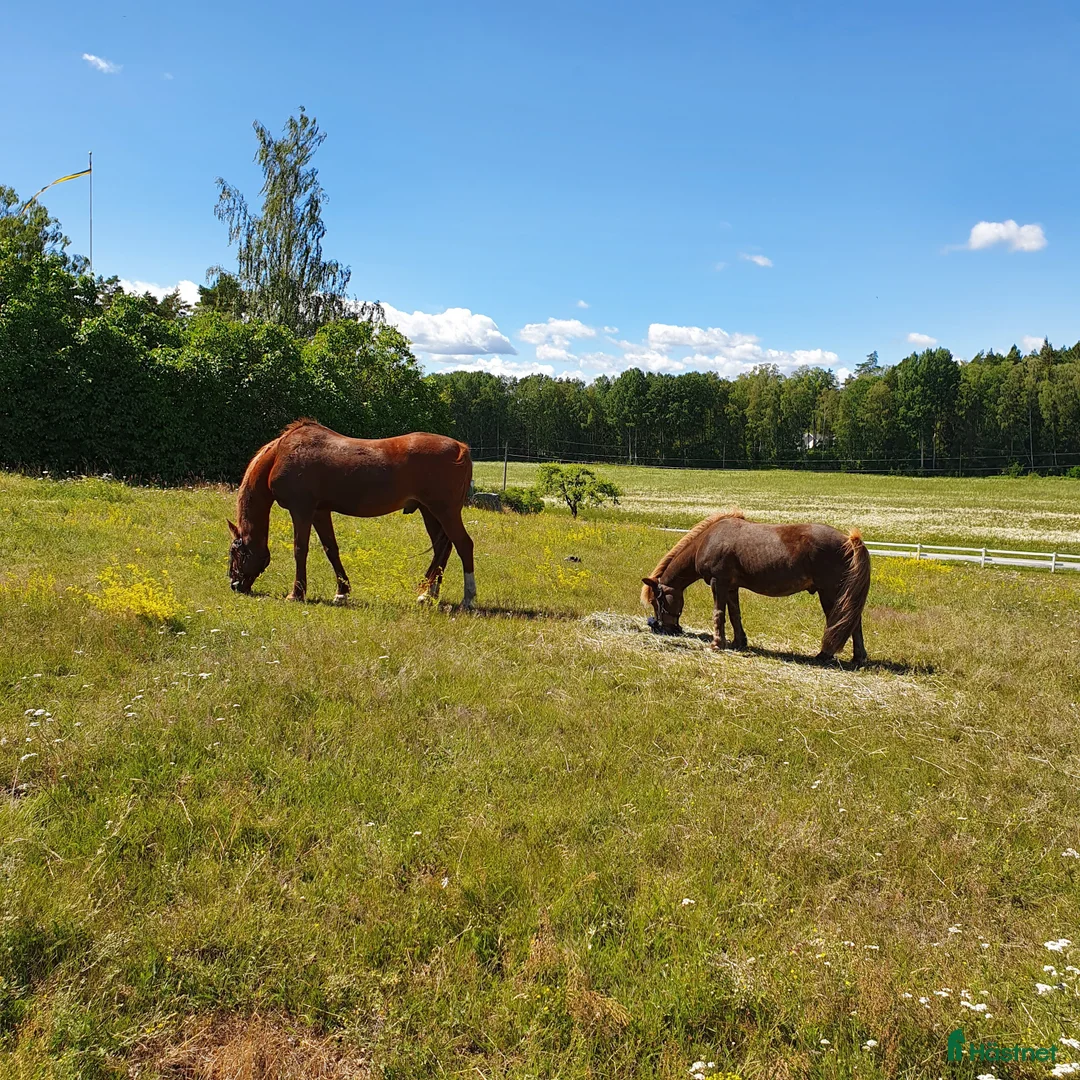  stallplats finnes: Stallplats Snyggboda i Kungsängen - Annons 10
