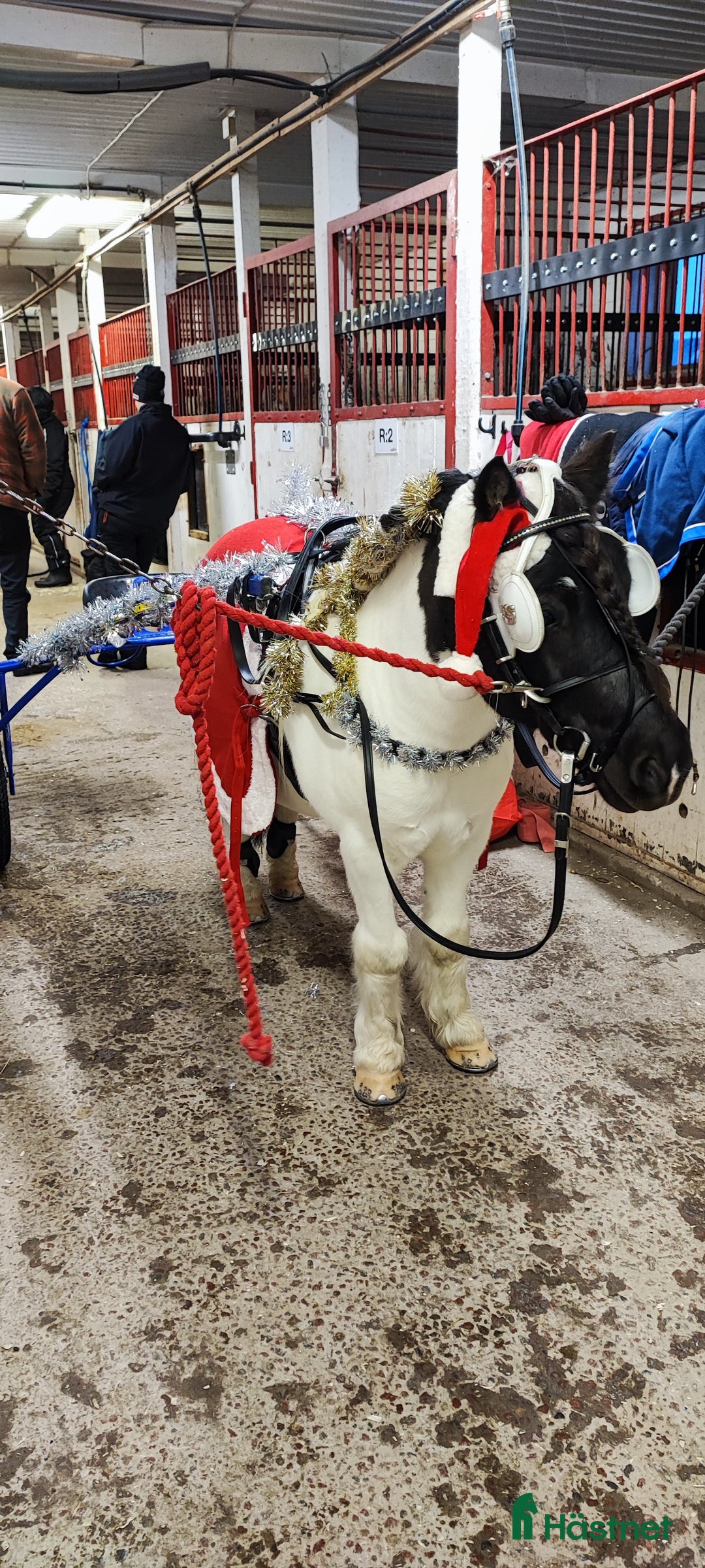 Trav hästar till salu: Fin ponnytravare som syns i mängden  i Falun - Annons 10