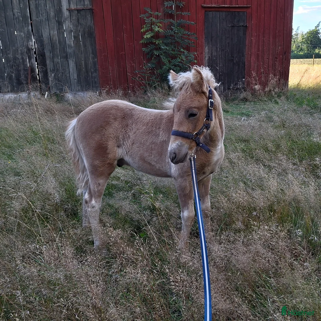 Allround hästar till salu: Supersnällt diplomsto i Frändefors - Annons 5
