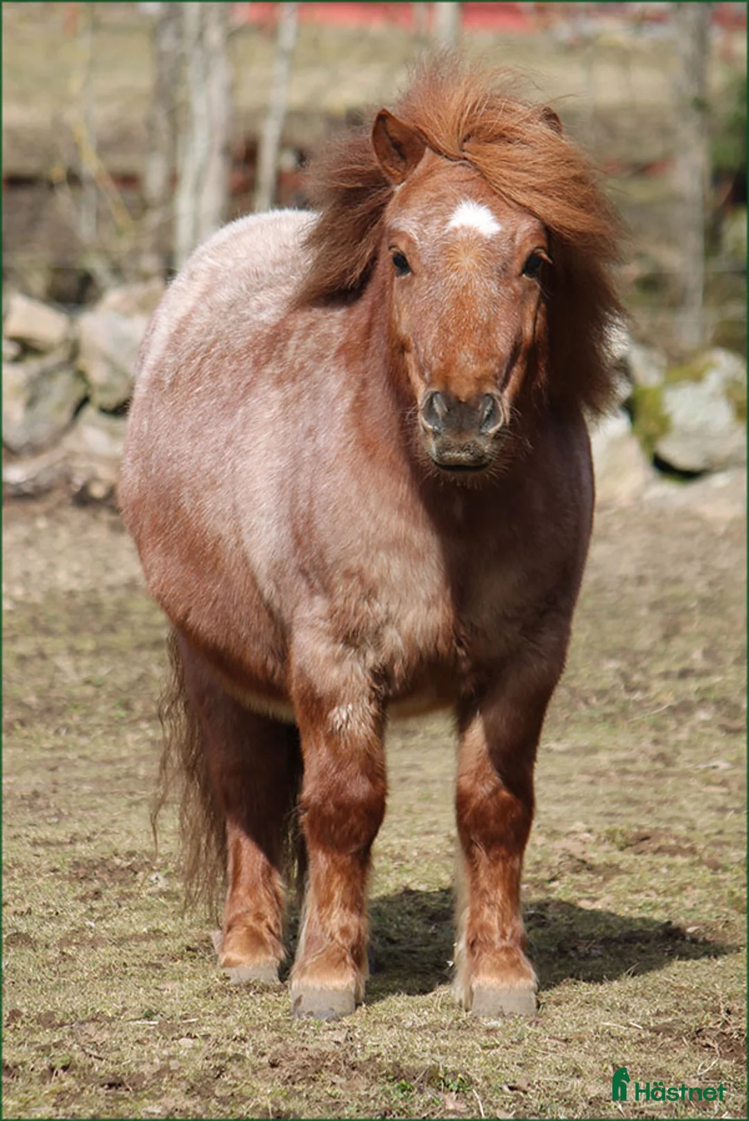 Allround hästar till salu: Trevlig Shetlandsvalack - Annons 3