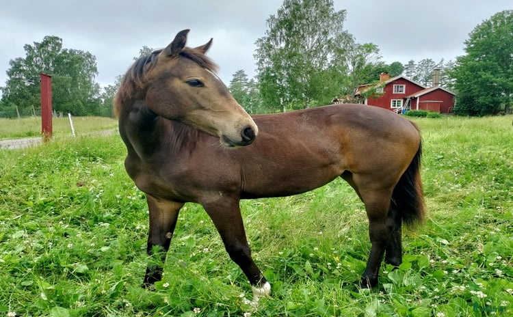  hästar i Vingåker - Annons 3