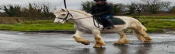 Allround hästar till salu: Gorgeous Palomino gelding  - Annons 10