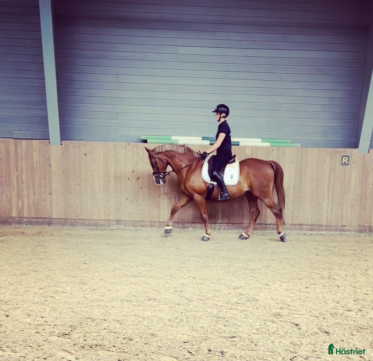  hästservice Inridning/unghästhantering - Annons 3