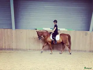 hästservice Inridning/unghästhantering - Annons 3