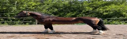 Allround hästar till salu: Bilskön Treårig Welsh cob val.  - Annons 3
