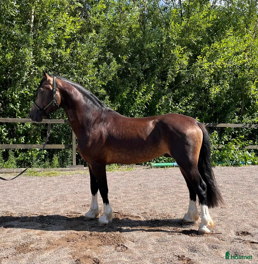 Allround hästar till salu: Bilskön Treårig Welsh cob val.  - Annons 3