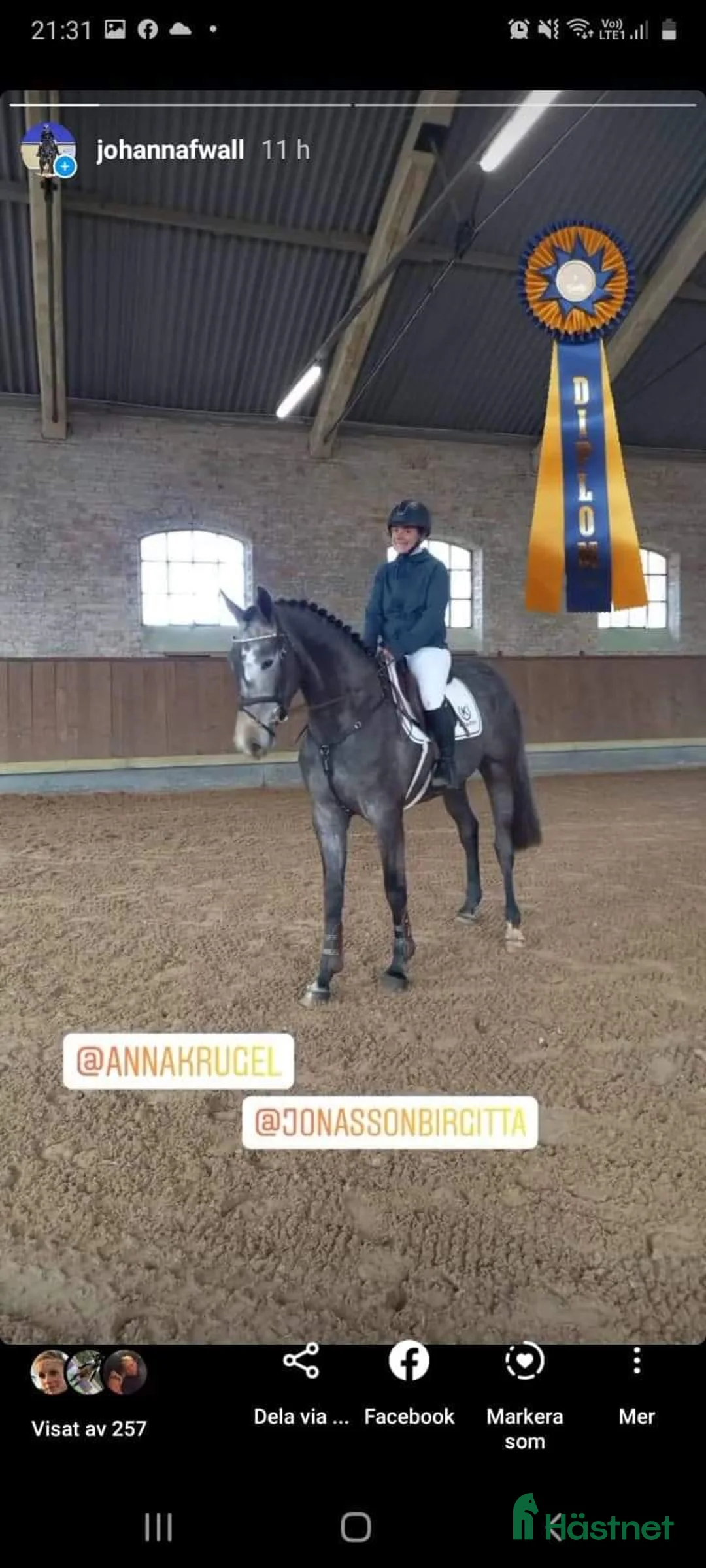 Hoppning hästar till salu: Hingstföl e: Untouchable från starkt möderne - Annons 7