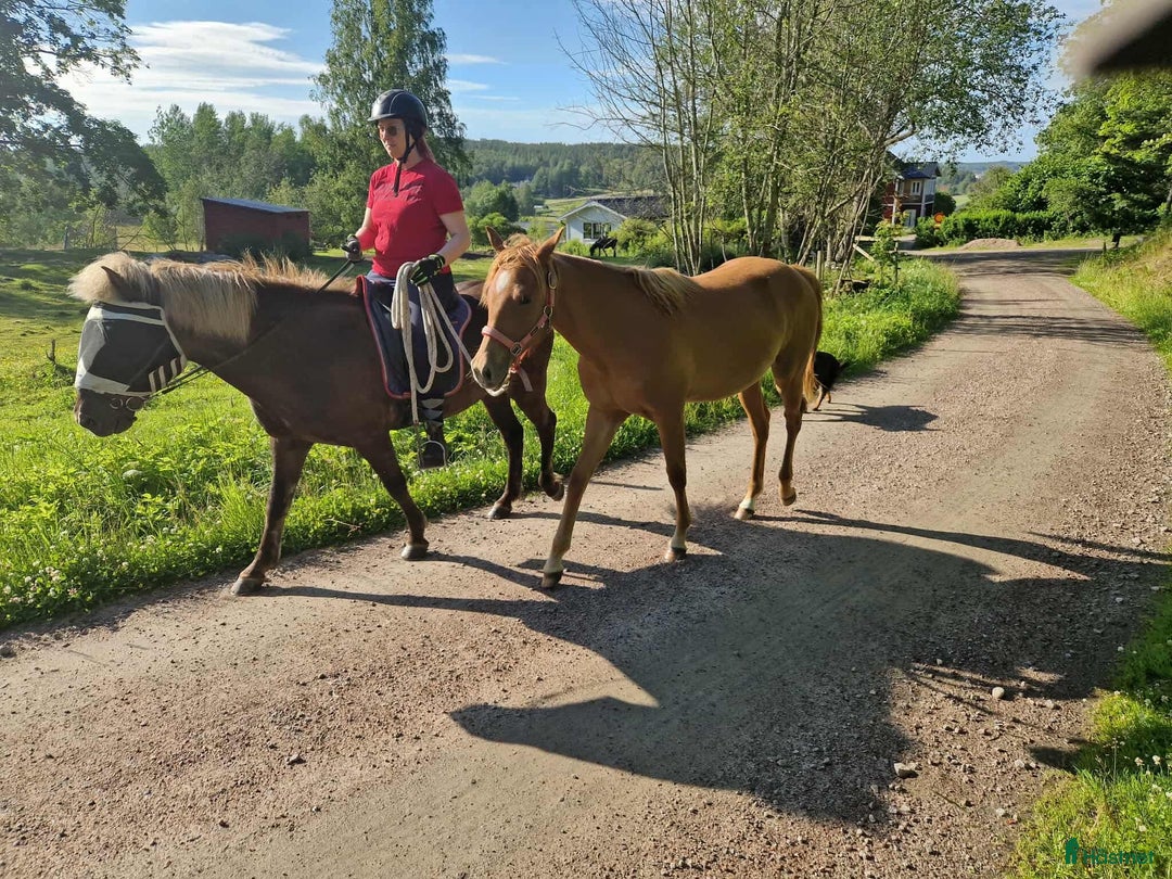 Western hästar till salu: Ettårigt quartersto med reiningstam i Kristinehamn - Bild 4
