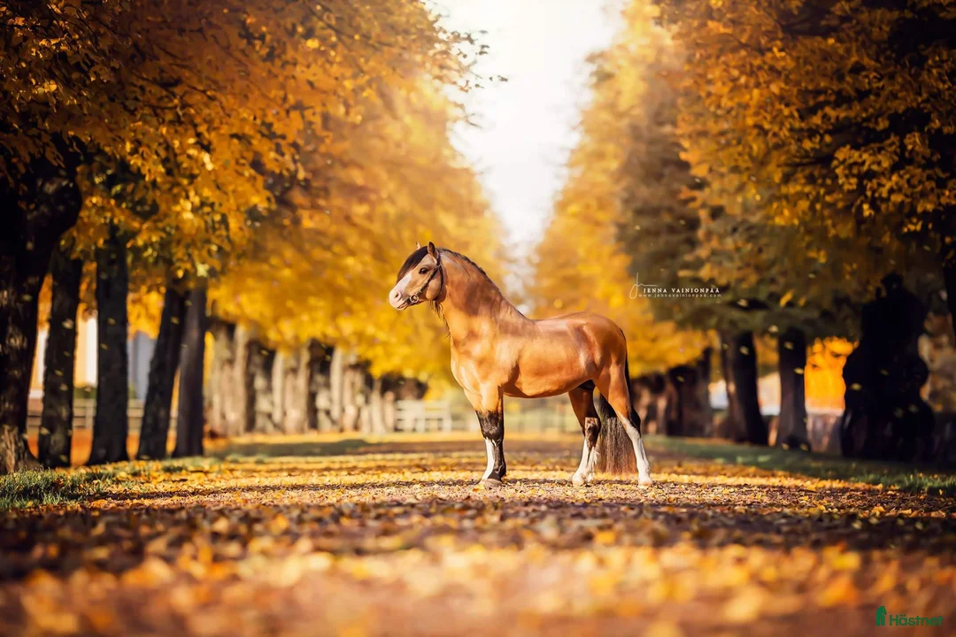  stallplats finnes: Stallplats finnes i Södertälje  - Annons 1